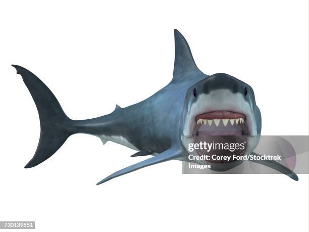 ilustrações de stock, clip art, desenhos animados e ícones de great white shark with mouth open.  - corpo de animal