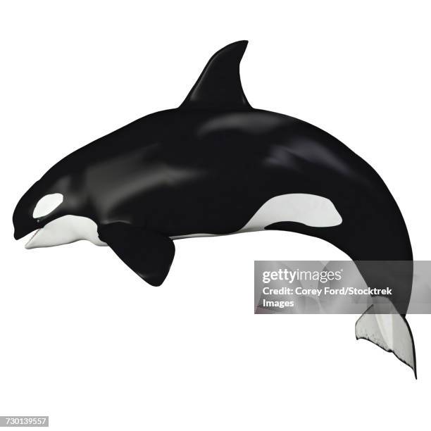 killer whale illustration, side profile. - whale calf stock illustrations