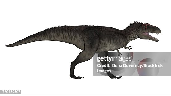 Tyrannotitan dinosaur, white background. Tyrannotitan dinosaur, white background.