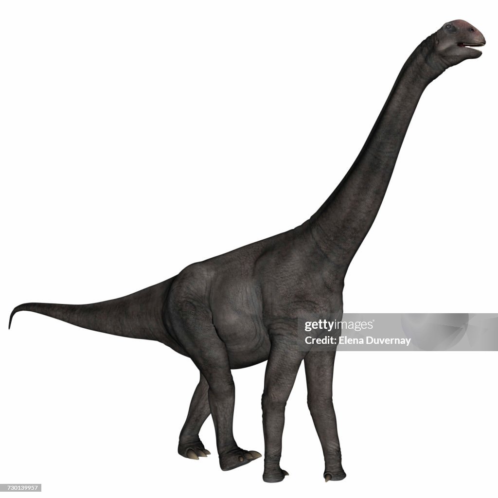 Brontomerus dinosaur walking, white background.