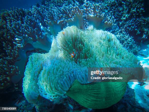 clownfish on coral reef, bali, indonesia - symbiotic relationship stock-fotos und bilder