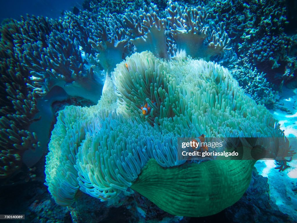 Clownfish on coral reef, Bali, Indonesia