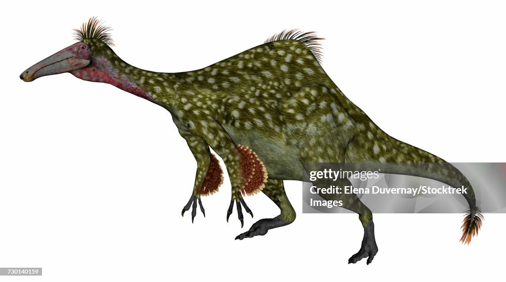 Deinocheirus dinosaur isolated on white background.