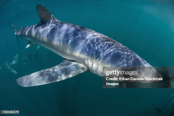 a sleek blue shark swimming in the waters off cape cod, massachusetts. - pectoral fin stock pictures, royalty-free photos & images