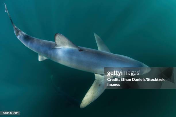 a sleek blue shark swimming in the waters off cape cod, massachusetts. - pinna pettorale foto e immagini stock