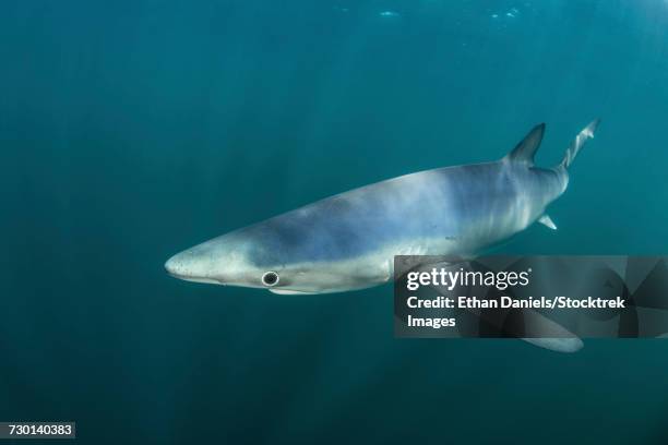 a sleek blue shark swimming in the waters off cape cod, massachusetts. - pinna pettorale foto e immagini stock