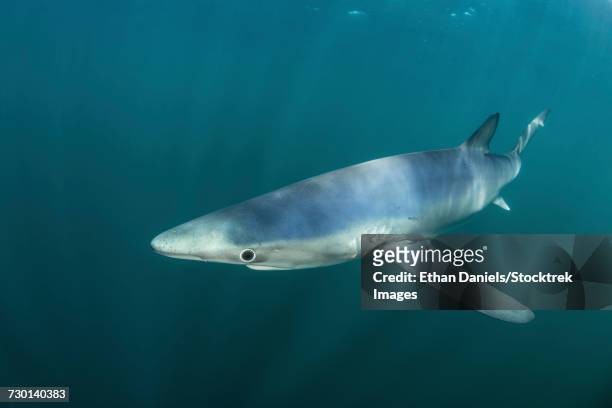 a sleek blue shark swimming in the waters off cape cod, massachusetts. - borstvin stockfoto's en -beelden