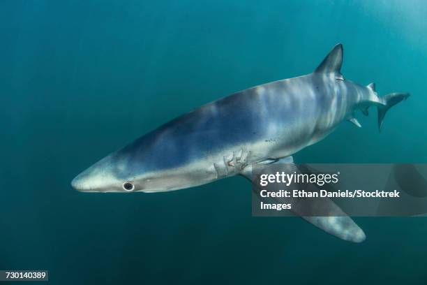 a sleek blue shark swimming in the waters off cape cod, massachusetts. - pinna pettorale foto e immagini stock