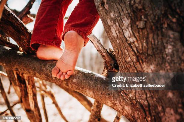 boy climbing a tree barefoot - bare feet male tree stock pictures, royalty-free photos & images