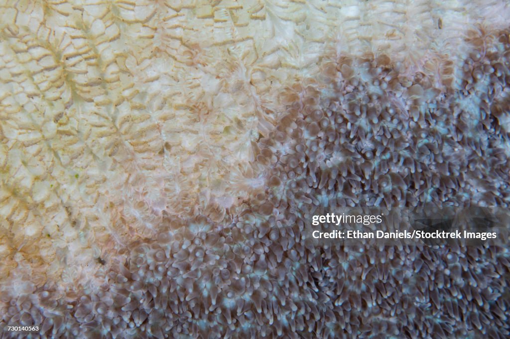 A colony of coral slowly dies in Wakatobi National Park, Indonesia.