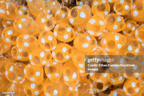 colony of tunicates grow on a reef in wakatobi national park, indonesia. - 個虫 ストックフォトと画像