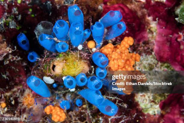 colorful tunicates and soft corals on a reef in wakatobi national park, indonesia. - 個虫 ストックフォトと画像