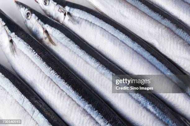 raw whole pacific saury fish - saury stock pictures, royalty-free photos & images