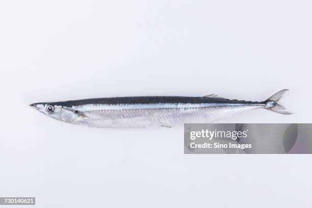 studio shot of whole raw pacific saury fish - saury stock pictures, royalty-free photos & images