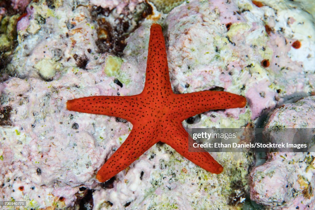 A small, red starfish clings to coralline algae, Indonesia.
