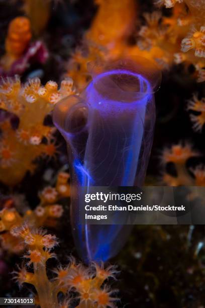 a delicate tunicate grows amid soft corals in wakatobi national park, indonesia. - 個虫 �ストックフォトと画像