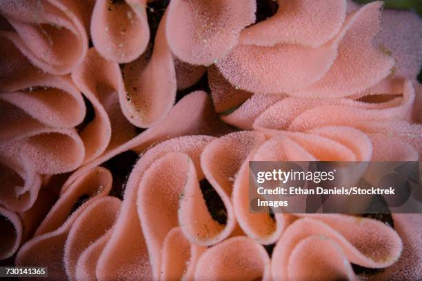 detail of an egg coil left by a spanish dancer nudibranch on a reef in raja ampat, indonesia. - ribbon reef stock pictures, royalty-free photos & images