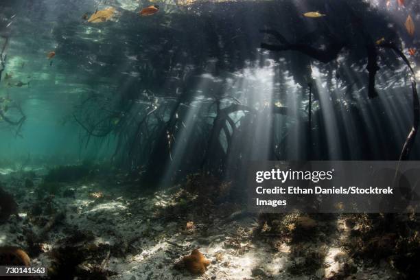 Blue Mag Rov 126 New Guinea Mangroves Stock Photos, High-Res Pictures, and Images ...