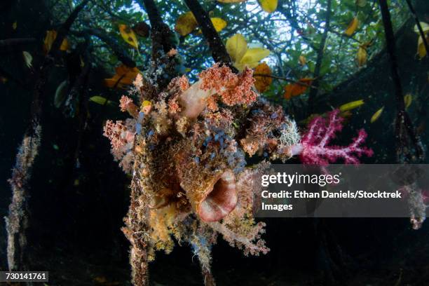 colorful soft corals and tunicates grow on mangrove roots in raja ampat, indonesia. - 個虫 ストックフォトと画像