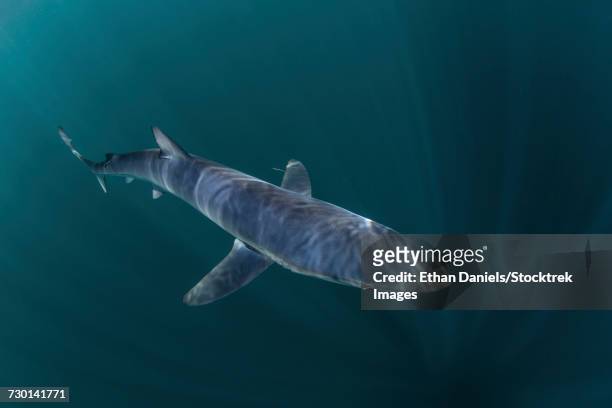 a sleek blue shark swimming in the waters off cape cod, massachusetts. - pinna pettorale foto e immagini stock