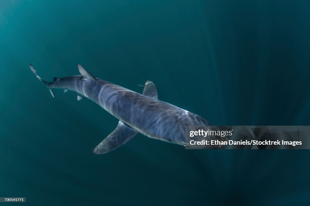 A sleek blue shark swimming in the waters off Cape Cod, Massachusetts.