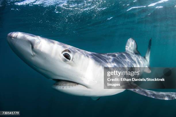 a sleek blue shark swimming in the waters off cape cod, massachusetts. - pinna pettorale foto e immagini stock