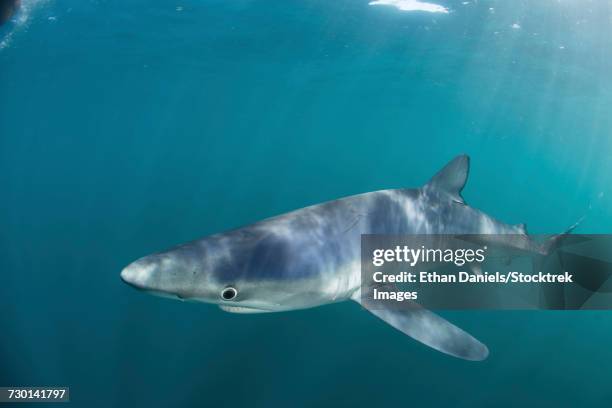 a sleek blue shark swimming in the waters off cape cod, massachusetts. - epitelio nasal fotograf�ías e imágenes de stock