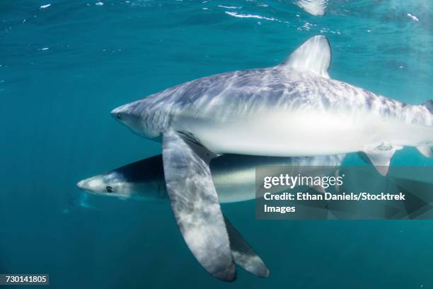 a sleek blue shark swimming in the waters off cape cod, massachusetts. - pinna pettorale foto e immagini stock