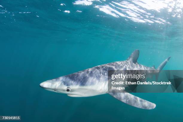 a sleek blue shark swimming in the waters off cape cod, massachusetts. - pinna pettorale foto e immagini stock
