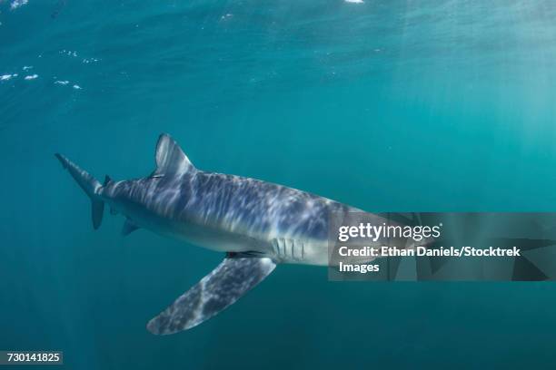 a sleek blue shark swimming in the waters off cape cod, massachusetts. - epitelio nasal fotografías e imágenes de stock