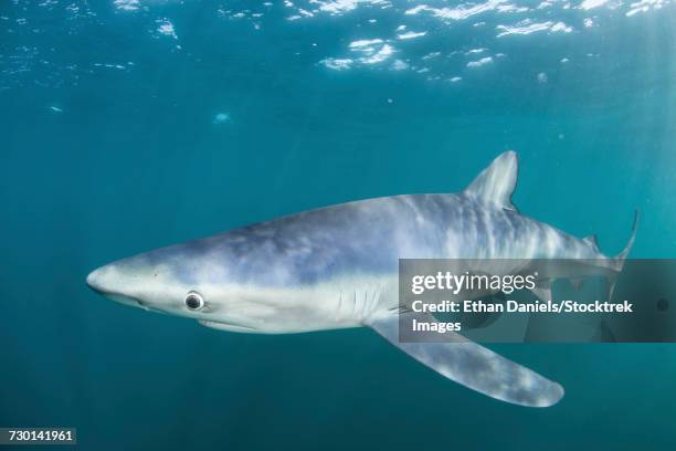 a sleek blue shark swimming in the waters off cape cod, massachusetts. - epitelio nasal fotografías e imágenes de stock