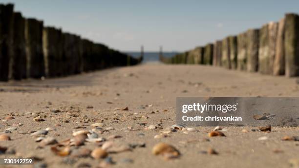 wooden groynes on the beach, zoutelande, zeeland, holland - chrisvankan stock pictures, royalty-free photos & images