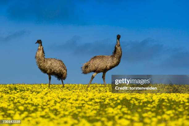 Multiple Emus Two Emu Photos and Premium High Res Pictures - Getty Images