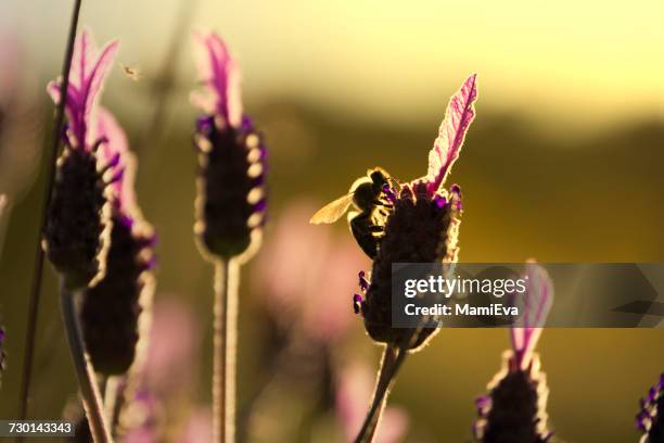 bee on a lavender flower - eva bee stock-fotos und bilder