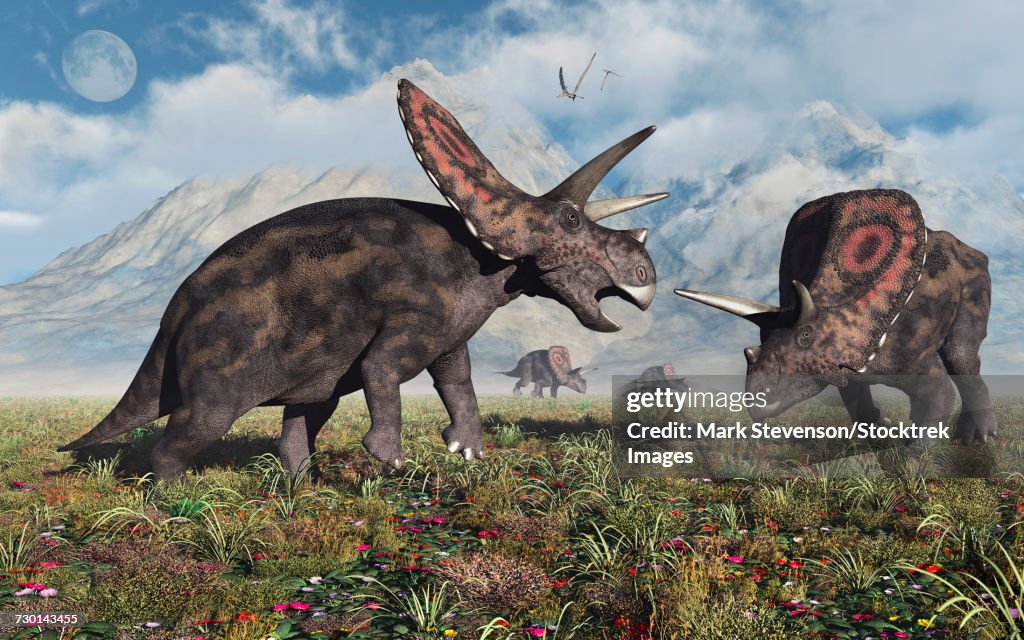 A small herd of Torosaurus dinosaurs during Earths Cretaceous period.