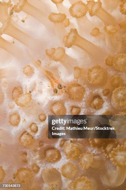 tiny juvenile orange striped goby on white and beige coral. - corallimorpharia stock pictures, royalty-free photos & images