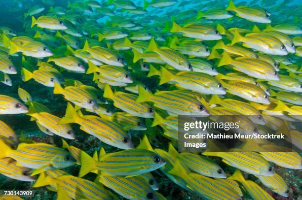 large school of blue-lined snapper blocking out the surface, maldives. - lutjanus kasmira stock pictures, royalty-free photos & images