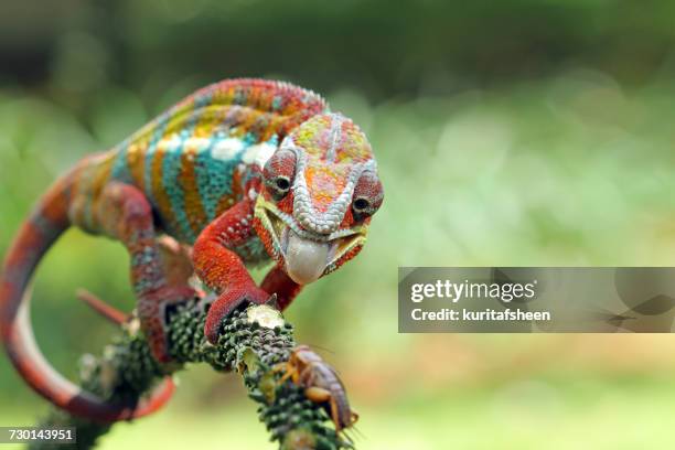 panther chameleon on branch, indonesia - camaleon stock pictures, royalty-free photos & images