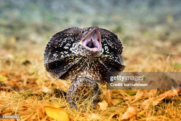 angry frilled-neck lizard, indonesia - sauria stock pictures, royalty-free photos & images