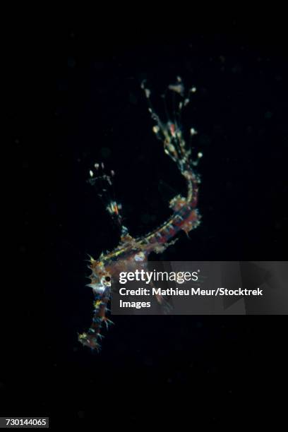 transluscent juvenile harlequin ghost pipefish profiled against black water. - halicampus macrorhynchus peixe cachimbo fantasma - fotografias e filmes do acervo