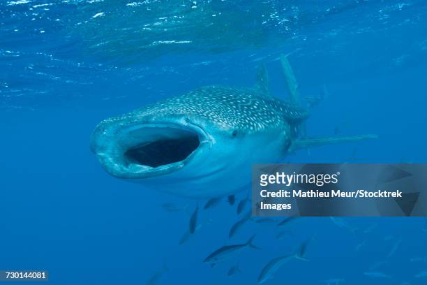 whale shark swimming with mouth open, maldives. - ictiología fotografías e imágenes de stock