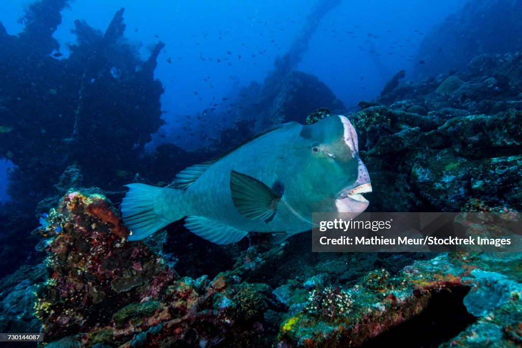 Bumphead parrotfish swimming over the Liberty Wreck in Bali, Indonesia.