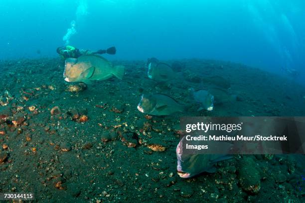 several bumphead parrotfish swimming over black sand near the liberty wreck in indonesia. - ichthyology stock pictures, royalty-free photos & images