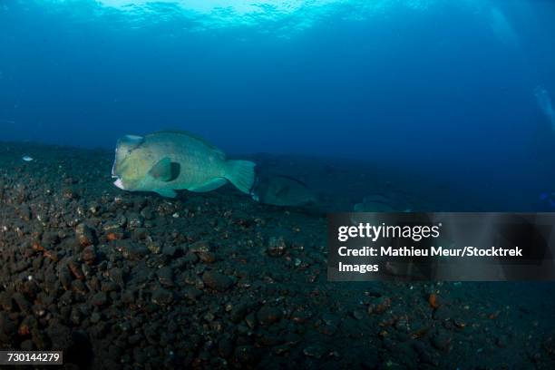 several bumphead parrotfish swimming over black sand near the liberty wreck in indonesia. - ictiología fotografías e imágenes de stock