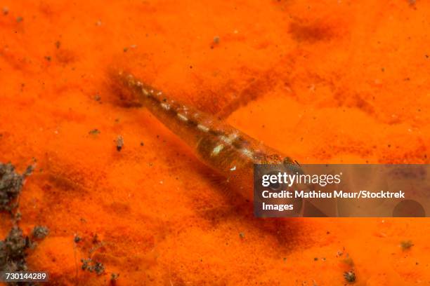 Goby Fish Translucent 157 Transparent Goby Stock Photos, High-Res Pictures, and Images ...