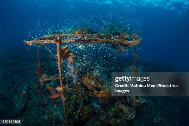 school of transparent sweepers in a submerged sponge-encrusted steel structure. - parapriacanthus stock pictures, royalty-free photos & images