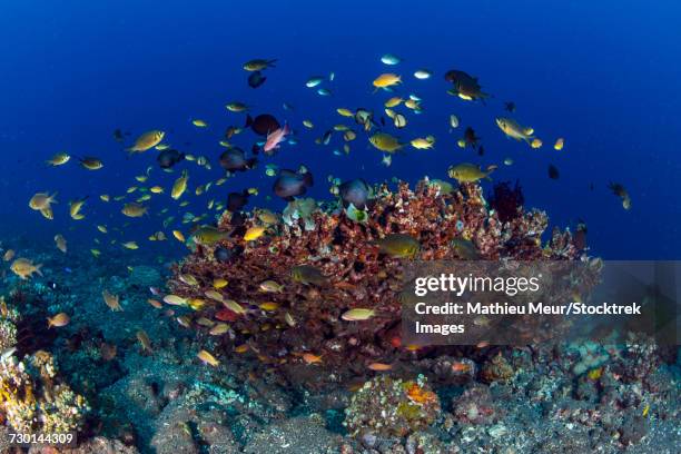 school of green chromis fish over a coral head in tulamben, bali, indonesia. - corallimorpharia stock pictures, royalty-free photos & images