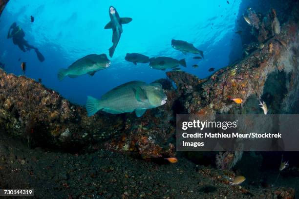 several bumphead parrotfish swimming over the liberty wreck in bali, indonesia. - bumphead parrotfish bildbanksfoton och bilder