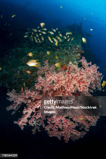 damselfish and blu-lined snapper swimming over the liberty wreck in indonesia. - lutjanus kasmira stock pictures, royalty-free photos & images