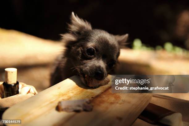 chihuahua dog stealing food from a wooden board in park - dog stealing food stock pictures, royalty-free photos & images